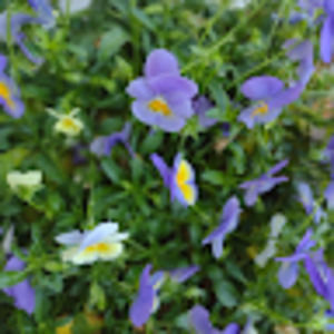 Meet your Posher, Bella